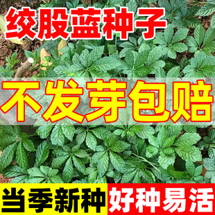 绞股蓝种子五叶绞股蓝福音草平利绞股蓝龙须茶五叶胆五叶参种籽苗