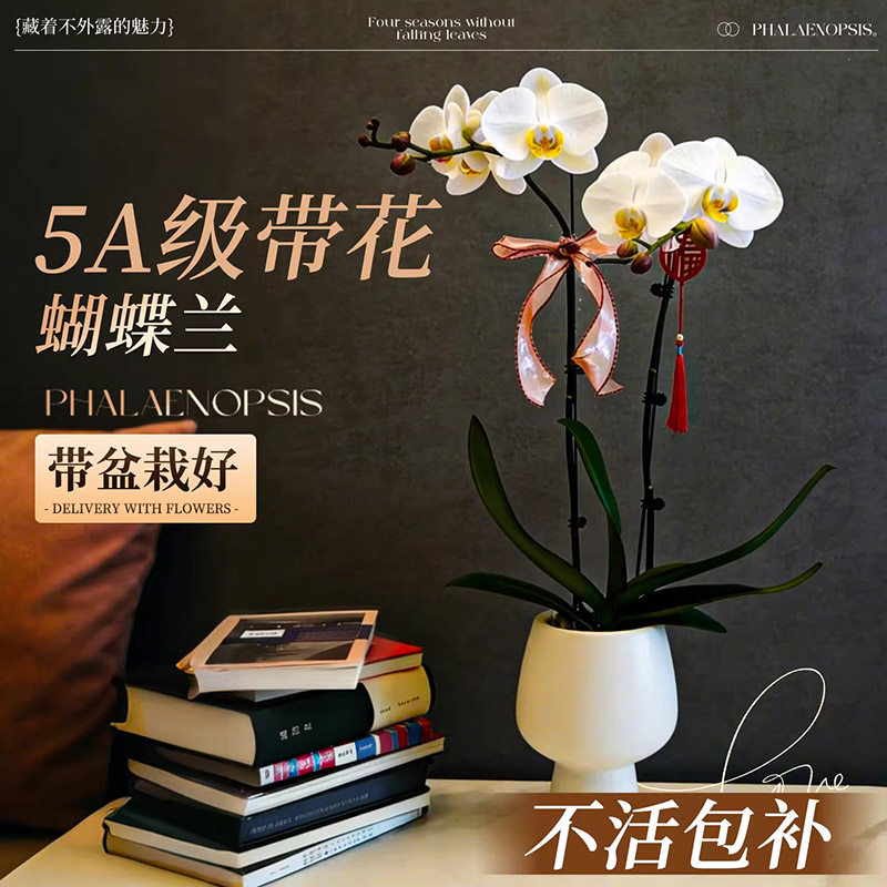 蝴蝶兰带花盆栽兰花大苗双剑带花
