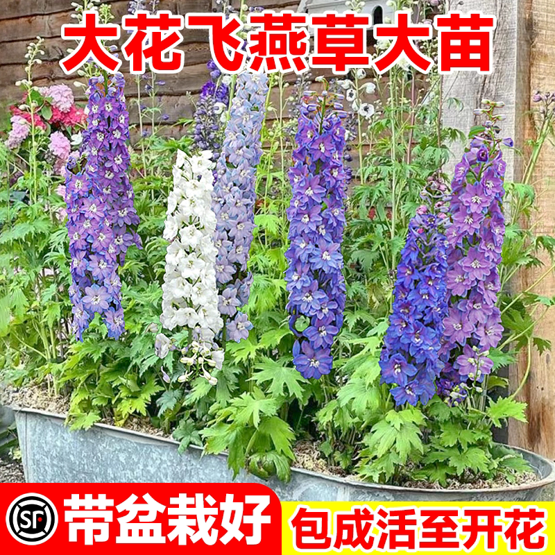 大花飞燕草花苗盆栽重瓣大苗花卉图片