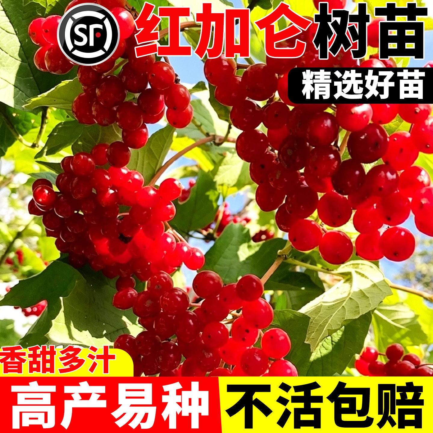 红加仑果树苗红豆苗红醋栗苗红灯笼果苗南北方种植结果红茶藨子