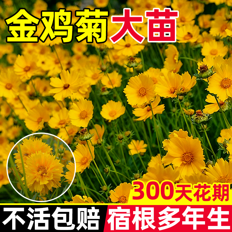 重瓣金鸡菊盆栽耐寒耐热多图片