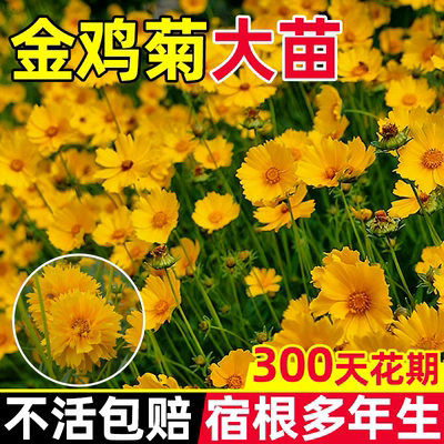 重瓣金鸡菊盆栽耐寒耐热多