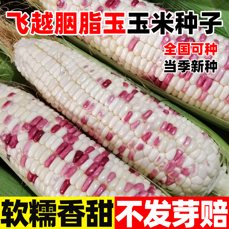 飛越胭脂玉玉米種子春秋種植顆粒飽滿軟糯香甜超甜彩色玉米種孑籽