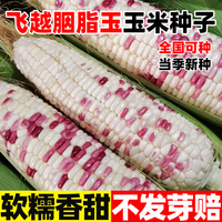 飛越胭脂玉玉米種子春秋種植