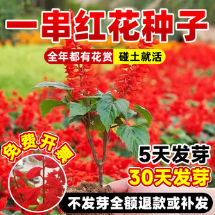 一串红花种子四季种易活开花矮杆一串红花籽室内外盆栽苗庭院种孑