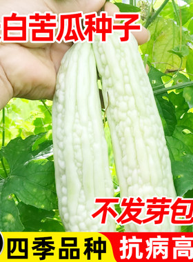 长白苦瓜种籽玉早熟高产疙