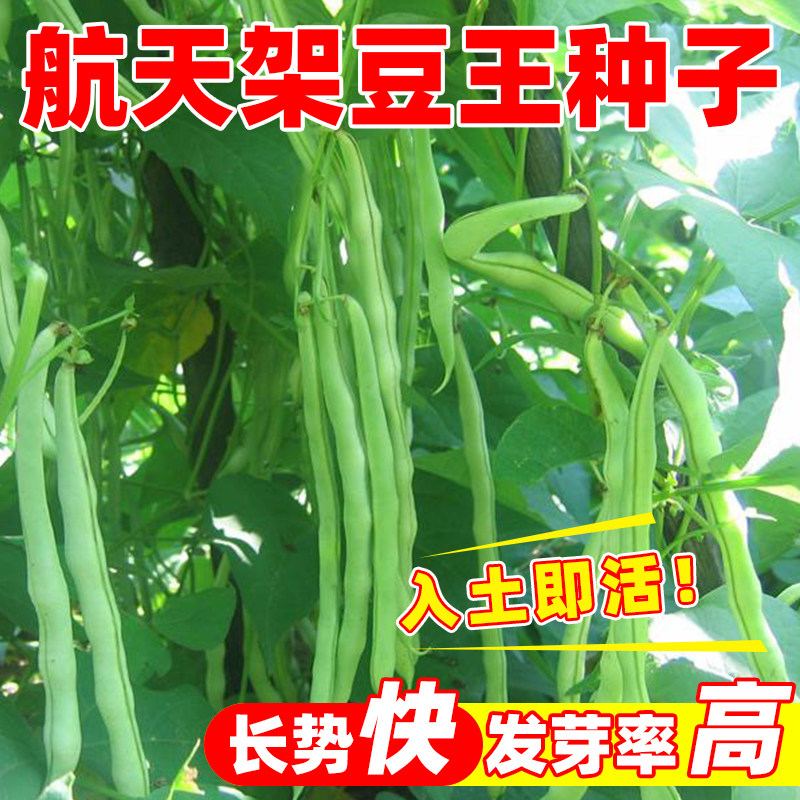 航天架豆王种子四季早熟高产肉厚长扁豆春秋播耐热耐寒豆角种籽孑