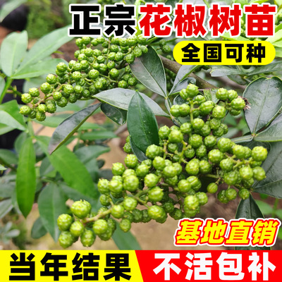 花椒苗树四川大红袍特麻椒九叶青