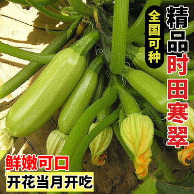 时田寒翠西葫芦种子四季种植易成