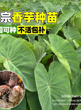 广西桂林正宗芋头种子种苗
