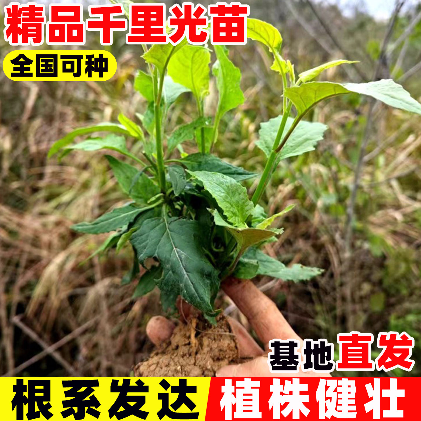 正宗千里光中草药苗带土发货庭院阳台种植盆栽地栽清热解毒中草药