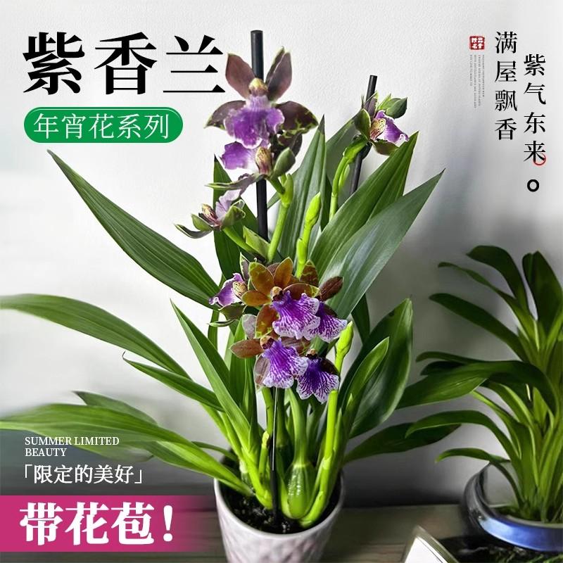 紫香兰盆栽带花苞四季浓香型花卉
