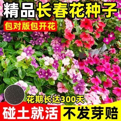 长春花种子五瓣梅花籽四季播易活