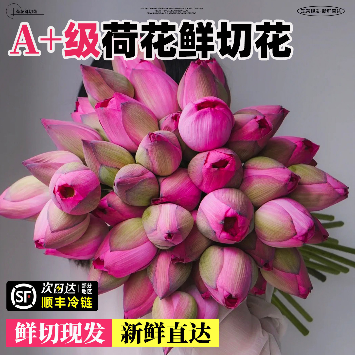 重瓣荷花鲜切花云南直发冰清玉洁云雾仙子室内水养新鲜巨无霸插花