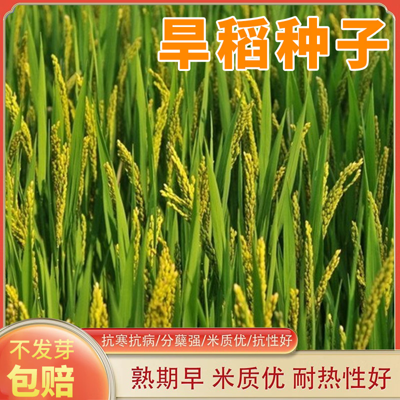 旱稻种子家用高产优质水稻种籽四季种植高产东北大米糯米香谷稻子