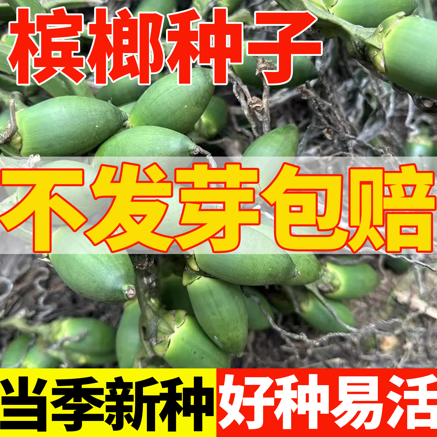 槟榔种子林木种籽宾门果树热带多年生国产四季春季散装行道树种孑