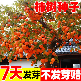 柿树种子君迁子种子软枣种籽黑柿子嫁接柿子树核桃树砧木子野柿子