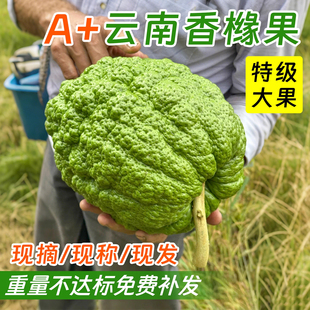 云南新鲜香橼果佛手柑新品种观赏闻香特大果高山现摘室内绿植摆件