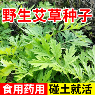 艾草种子野生大叶驱蚊虫可药用食用艾叶靳艾香艾青团青蒿种籽四季