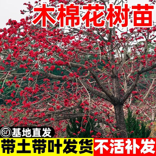 木棉花树苗红花美丽木棉庭院盆栽地栽四季风景树植物大腹老桩苗木