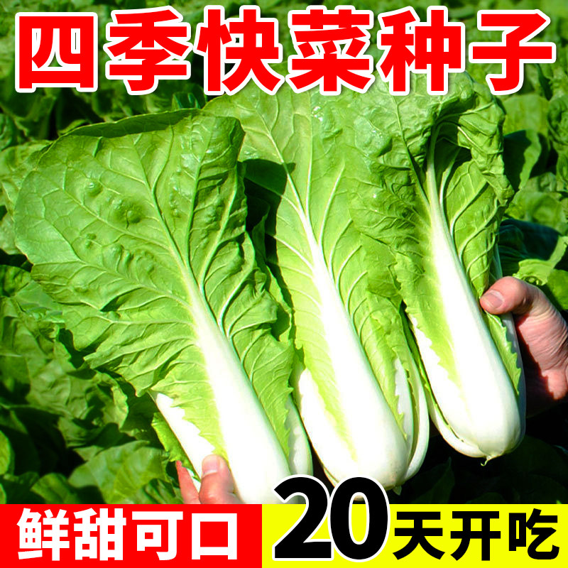 奶油快菜种籽四季速生小白菜种孑阳台生菜青菜耐热蔬菜种子大全,鲜花速递/花卉仿真/绿植园艺,家庭园艺种子,淘宝优惠券,粉丝福利购,淘宝优惠卷