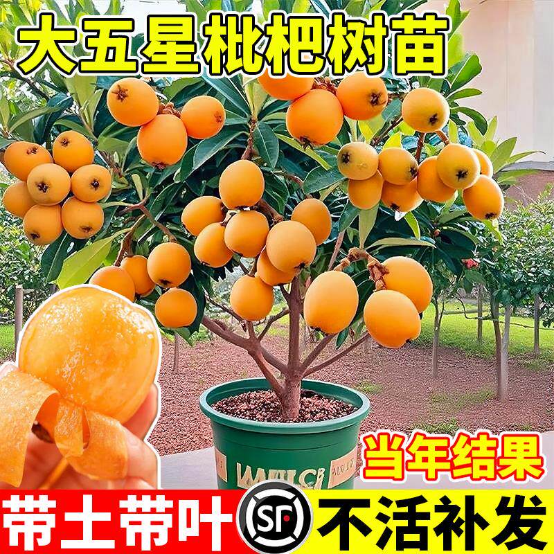 枇杷果苗无核砂糖树嫁接盆