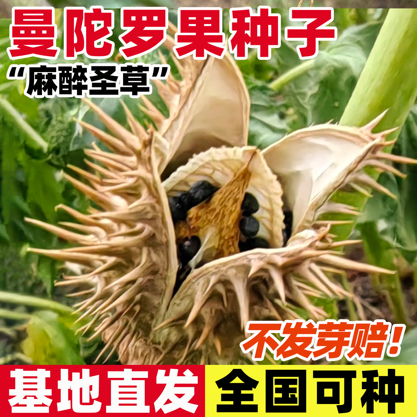 曼陀罗果种子四季种植当季新种中药材种籽易成活新采曼陀罗种籽孑