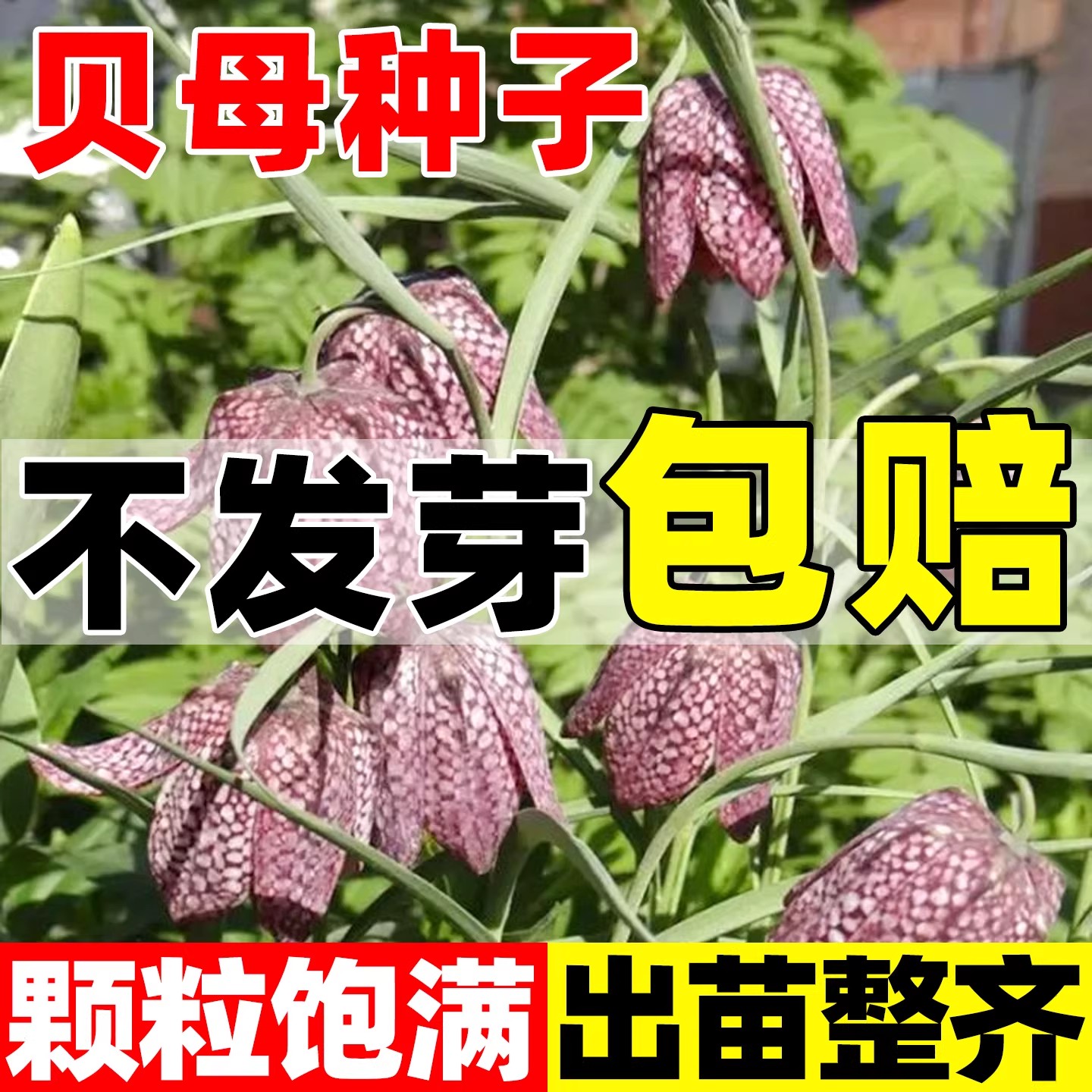 贝母种子中药材野生川贝母种籽孑图片
