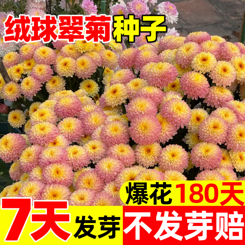 绒球翠菊种子混色糖果菊波斯菊种