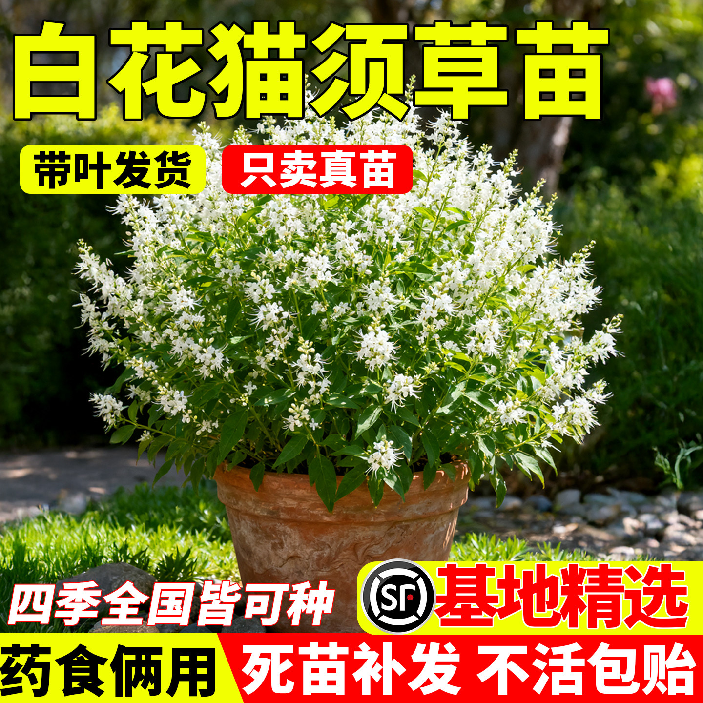 白花猫须草苗四季种植易成活化石草中草药猫须公肾茶白花肾草大苗