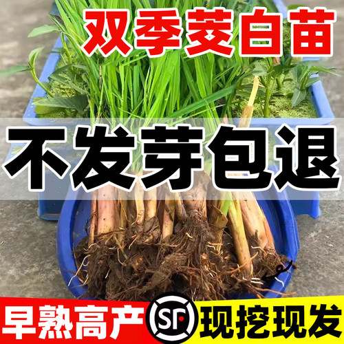 茭白苗种四季早熟高产双季种苗