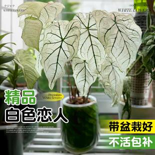 彩叶芋白色恋人种球盆栽甜心小苗海芋类植物室内桌面绿植花卉好养