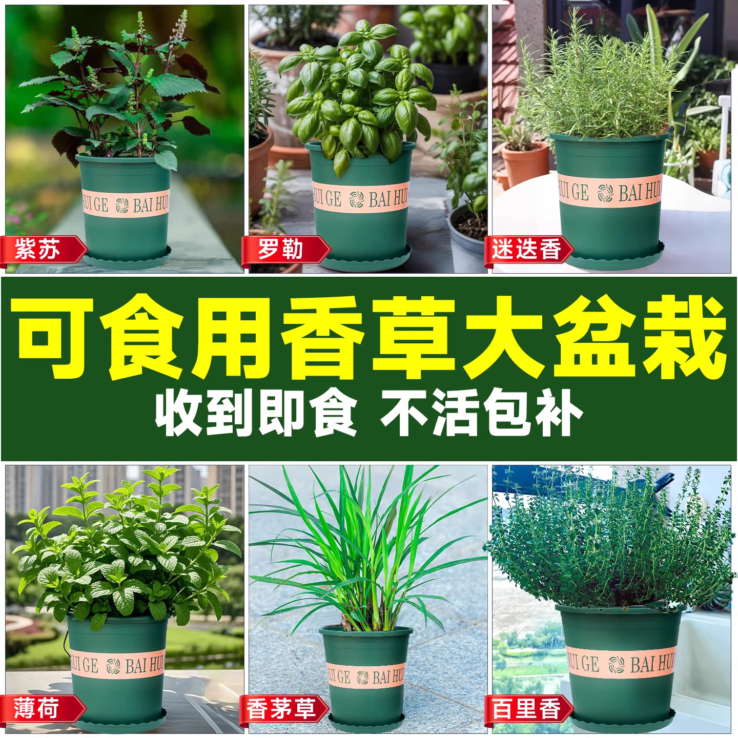 薄荷迷迭香紫苏罗勒百里香香茅草