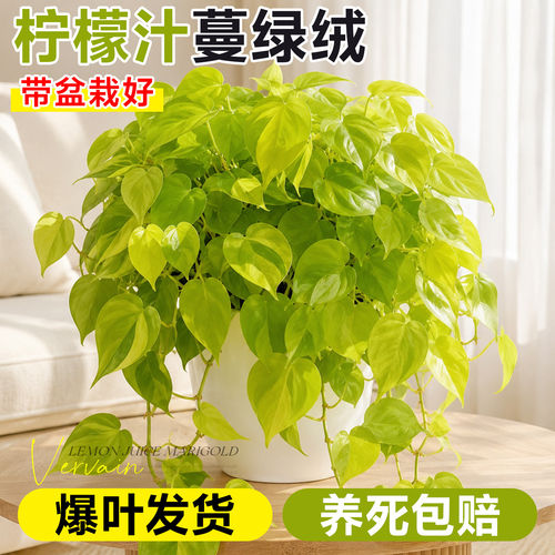 爬藤垂吊室内四季好养活桌面绿植