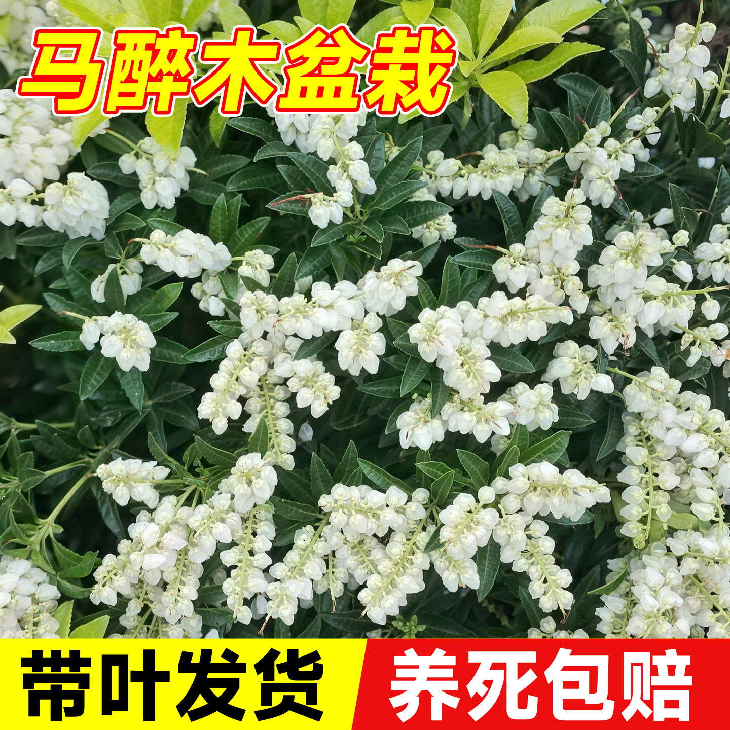 马醉木大苗多年生成品进口