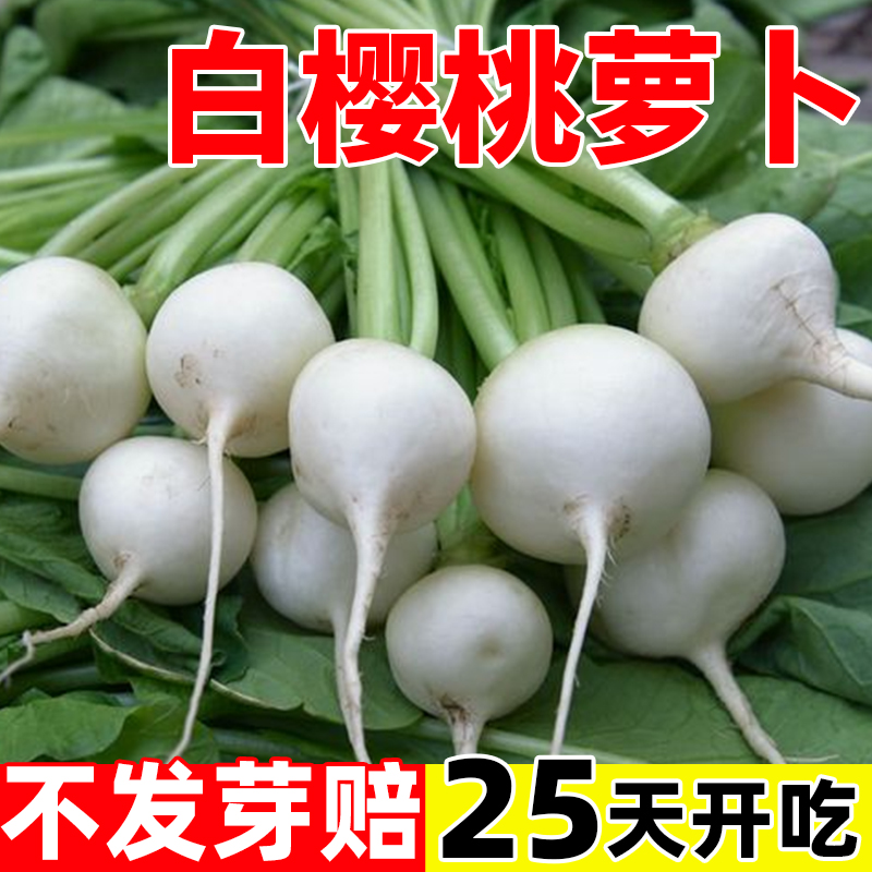 白樱桃萝卜种子胡萝卜蔬菜种籽苗