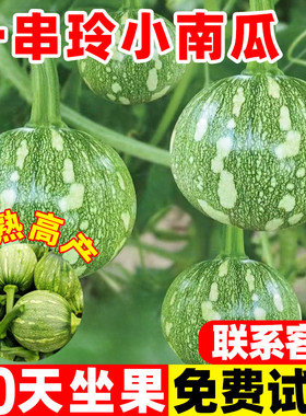 一串玲南瓜种子爬藤早熟高产南瓜