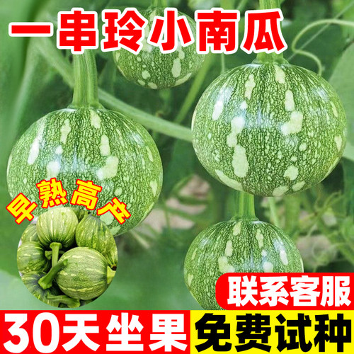 一串玲南瓜种子爬藤早熟高产南瓜