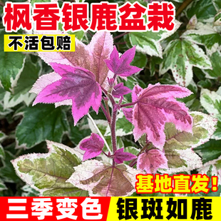 银鹿枫香盆栽大苗庭院花叶灌木四季好养活室内阳台绿植观叶丹枫苗