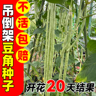 吊倒架豆角种子大全豇豆长豆角无架豆四季豆种孑四季蔬菜籽种豆角