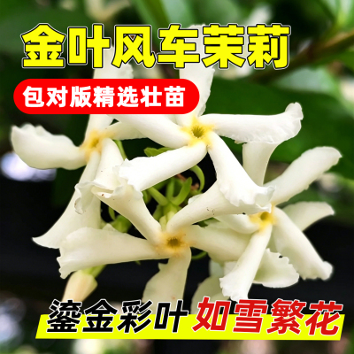 金叶风车茉莉盆栽花苗浓香爬藤四