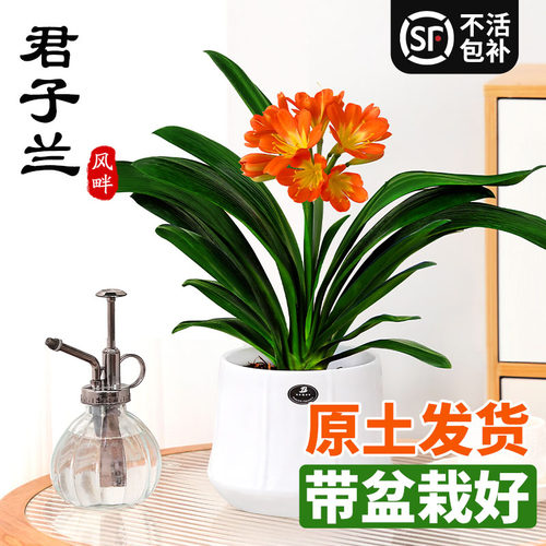 君子兰盆栽带花苞花卉植物室