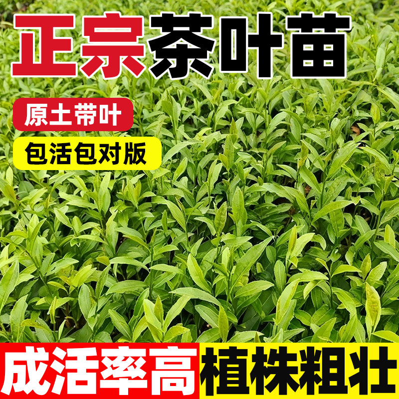 正宗茶叶苗龙井茶叶苗四季种植绿茶苗铁观音茶苗毛尖茶易活绿化苗