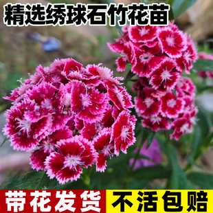 绣球石竹花苗带花苞室外耐寒植物庭院花园四季花卉霹雳石竹盆栽苗