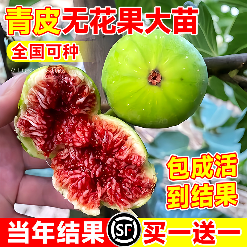 青皮无花果树果苗盆栽特大果老桩