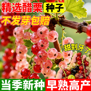 红醋栗种子网红迷你浆果籽黄鹅莓盆栽水果野生种孑家庭院阳台种植