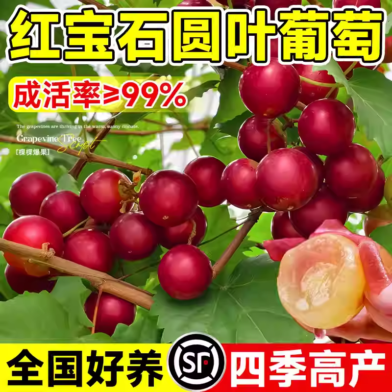圆叶葡萄苗红宝石格威尔正宗大