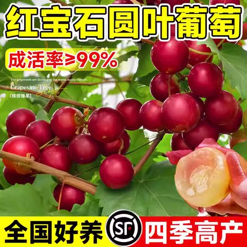 圆叶葡萄苗红宝石格威尔正宗大