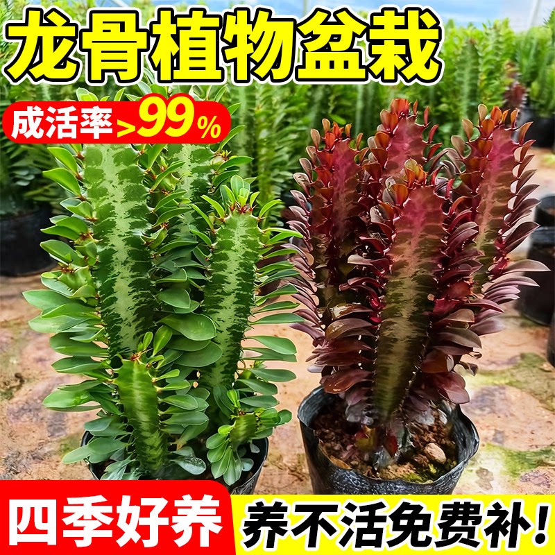 龙骨植物盆栽室内客厅办公室招财图片