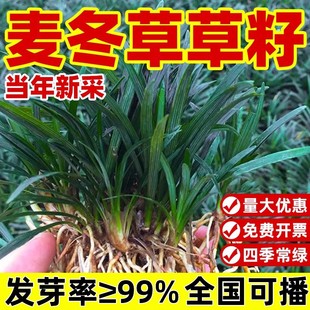 麦冬草草籽日本玉龙草种子四季青矮生细叶宽叶金边绿化庭院种籽孑